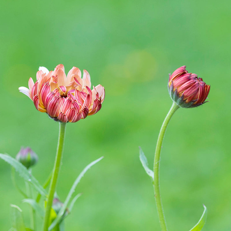 Calendula 'Sunset Buff' Seeds