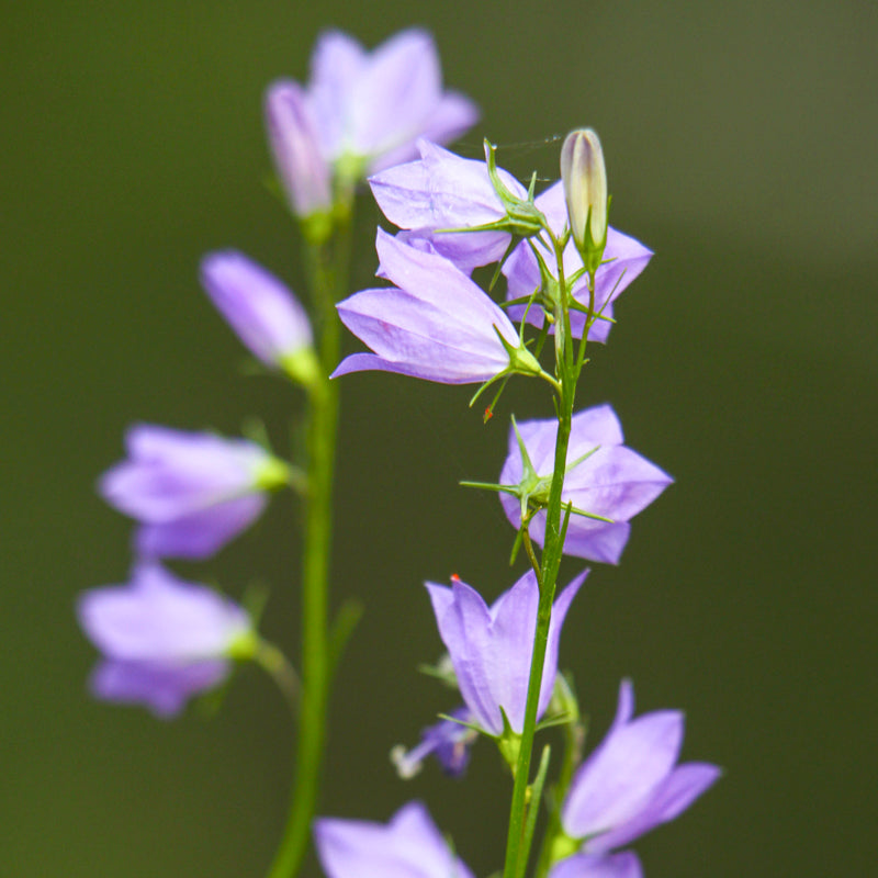 Campanula rotundifolia - Harebell Seeds