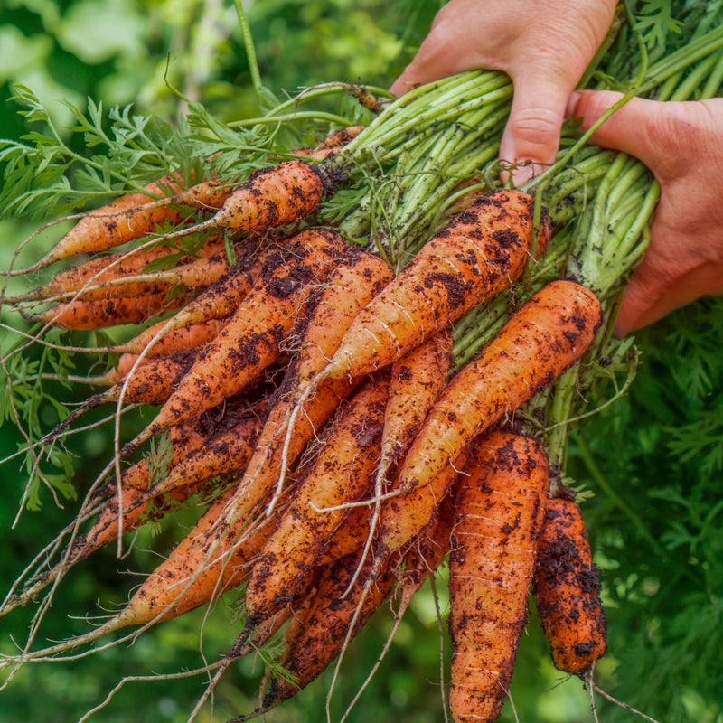 Carrot 'Flyaway' F1 Seeds