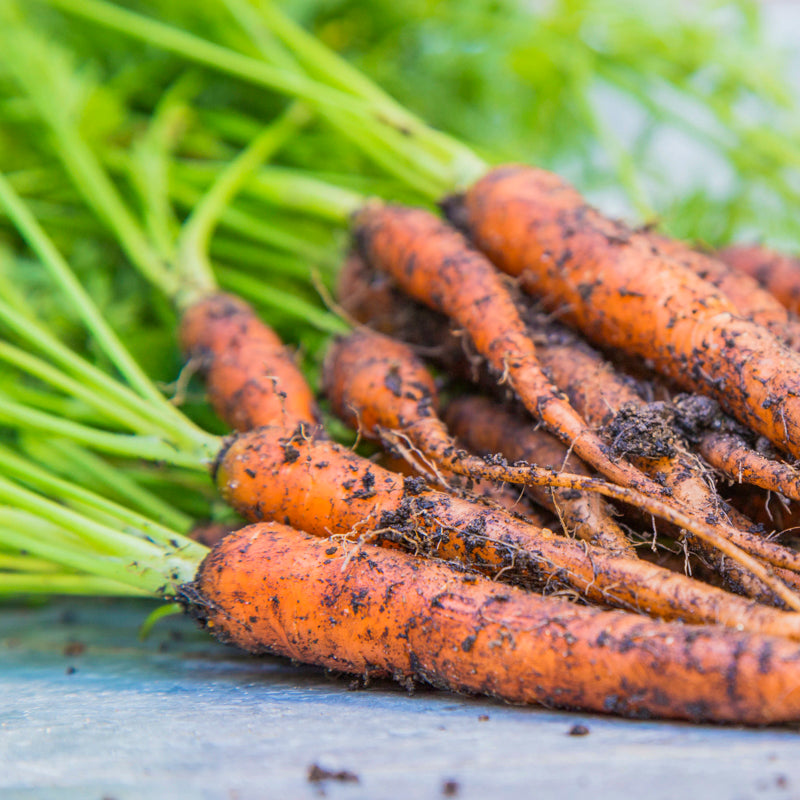 Carrot 'Sugarsnax' Seeds