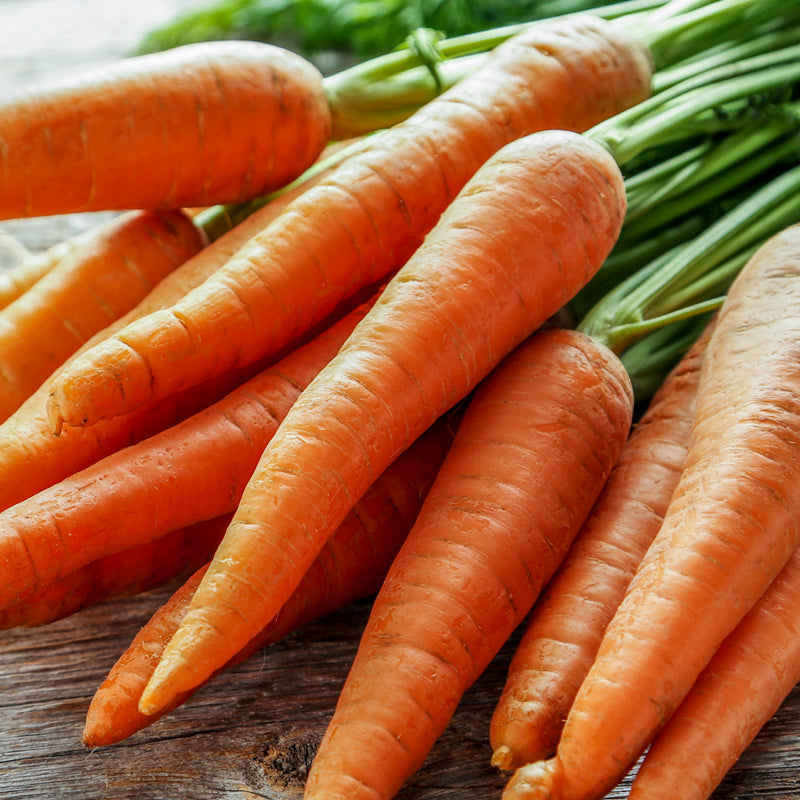 Carrot 'Nantes' Seeds