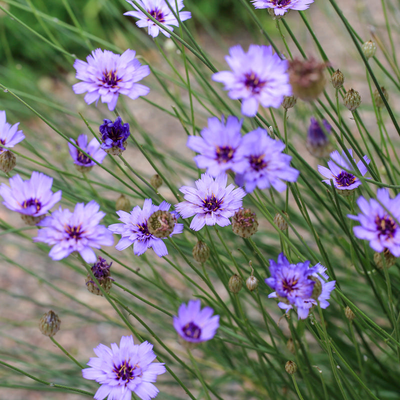 Catananche caerulea - Seeds