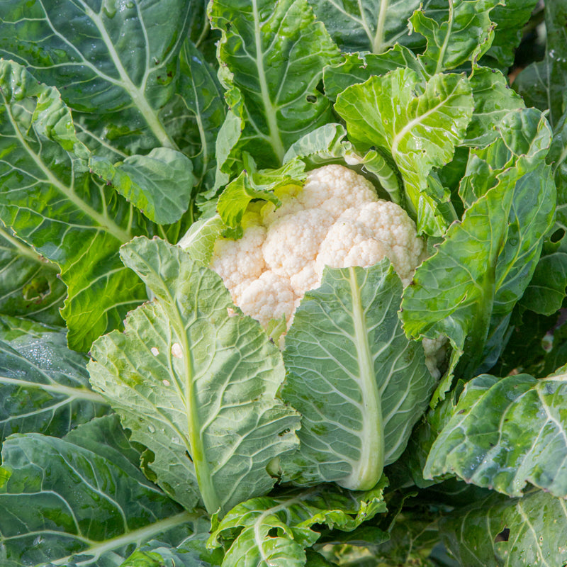 Cauliflower 'All the Year Round' Seeds