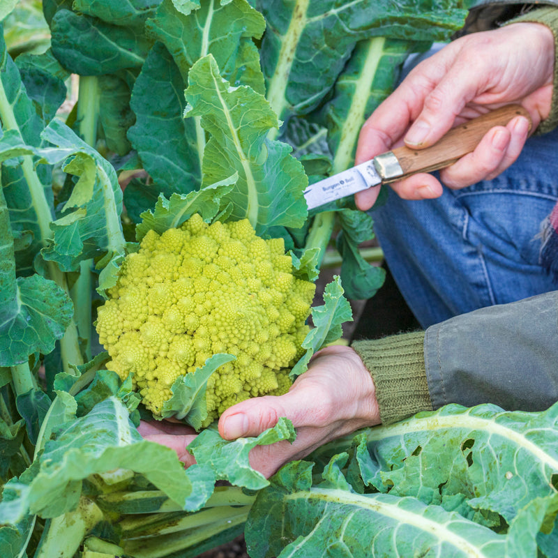 Cauliflower 'Romanesco' Seeds
