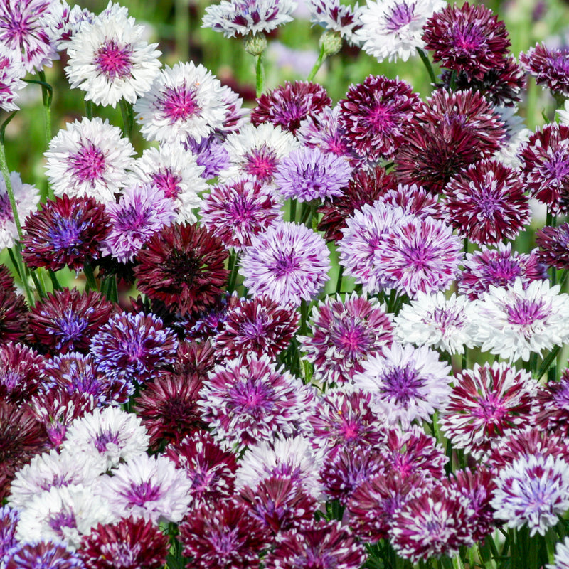 Centaurea 'Classic Magic' (Cornflower) Seeds