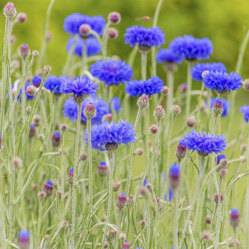 Centaurea 'Double Blue' (Cornflower) Seeds
