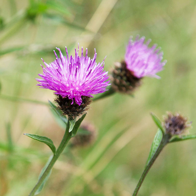Centaurea nigra - Common Knapweed Seeds