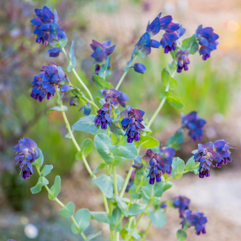 Cerinthe major purpurescens - Seeds
