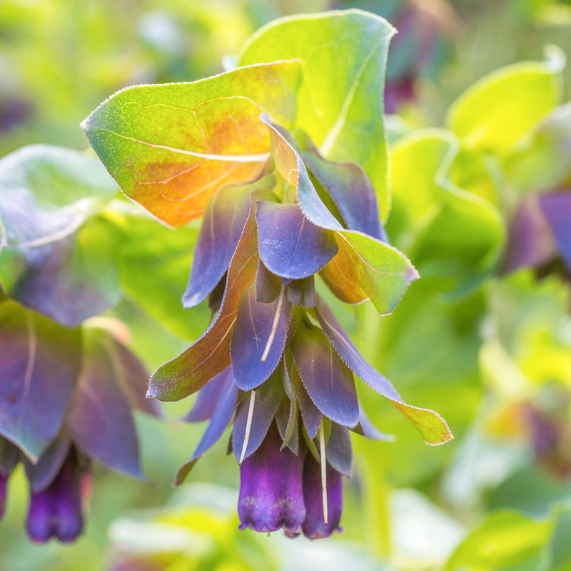 Cerinthe major purpurescens - Seeds
