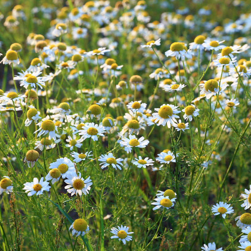 Chamomile Seeds