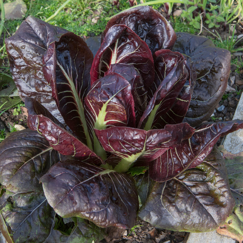Chicory 'Rossa di Treviso' Seeds