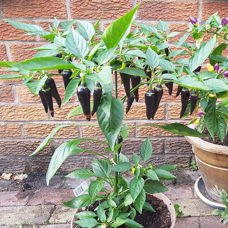 Chilli 'Hungarian Black' Seeds
