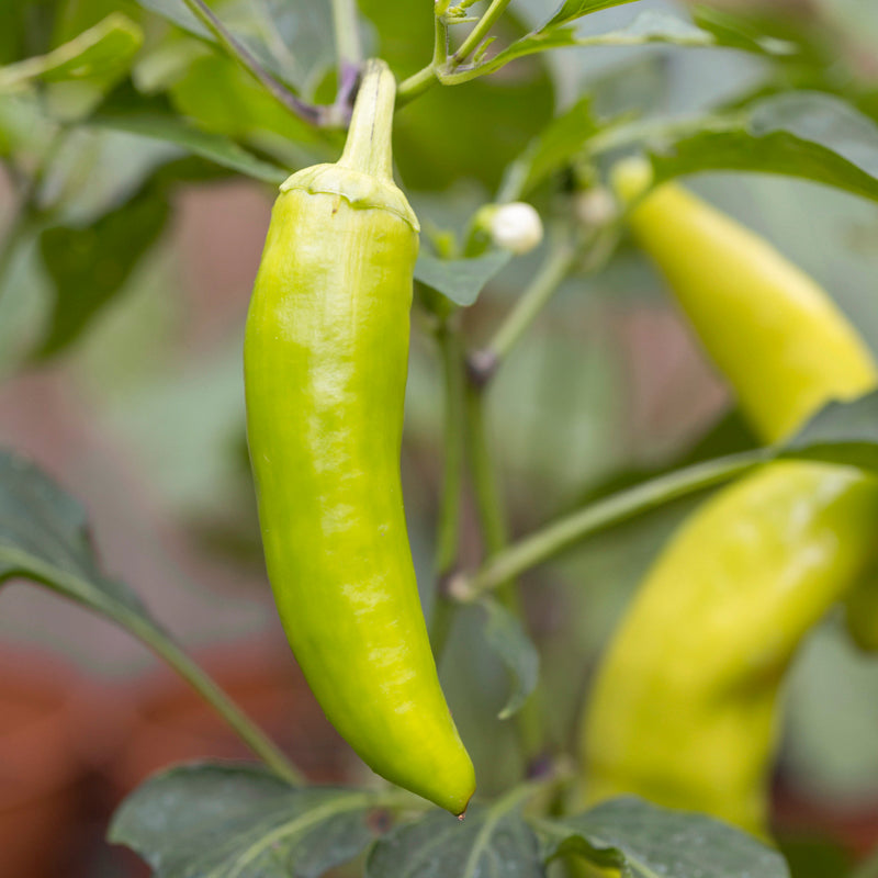 Chilli 'Hungarian Hot Wax' Seeds
