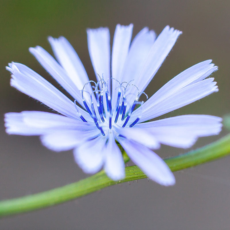 Cichorium intybus- Chicory Seeds
