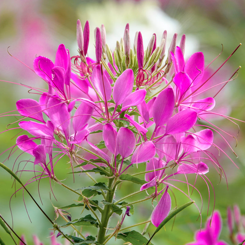 Cleome 'Rose Queen' Seeds