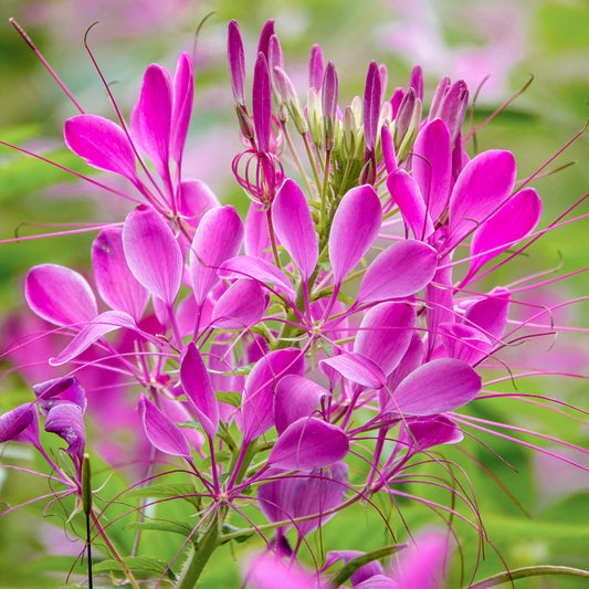 FREE Cleome 'Rose Queen' Seeds