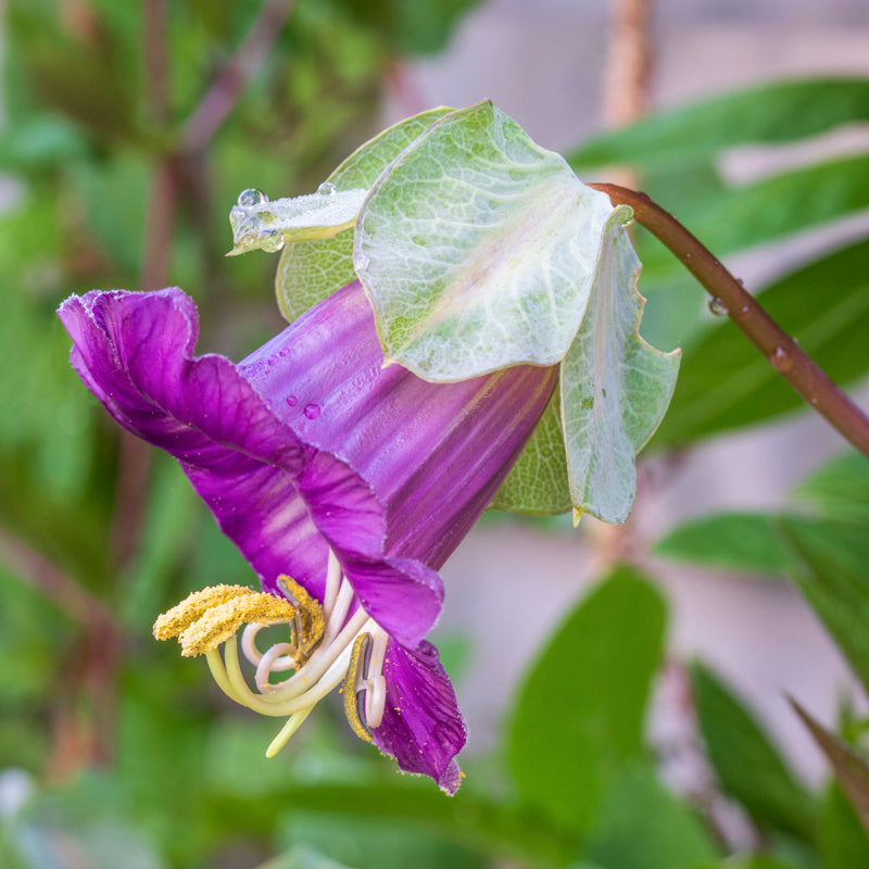Cobaea scandens - Seeds
