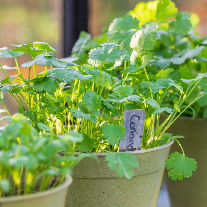 Coriander Seeds