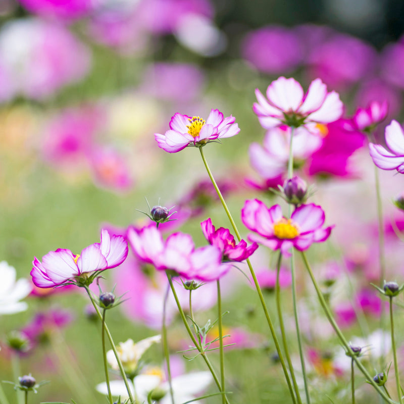 Cosmos 'Candy Stripe' Seeds