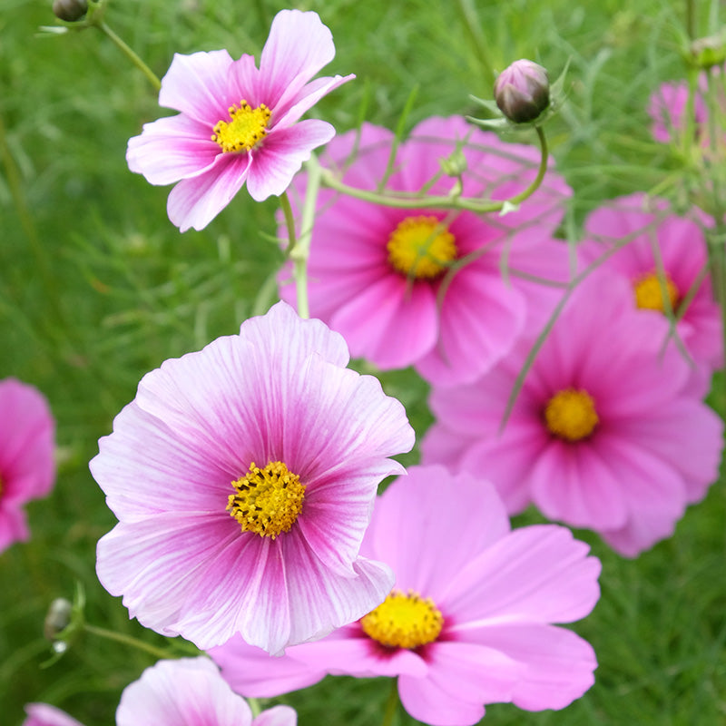 Cosmos 'Daydream' Seeds