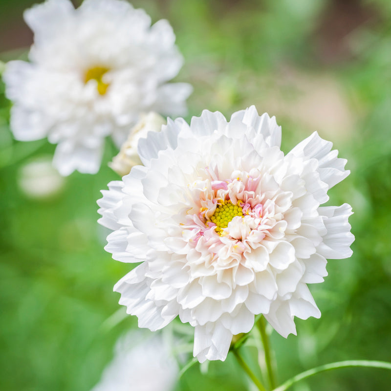 Cosmos 'Double Dutch White' Seeds