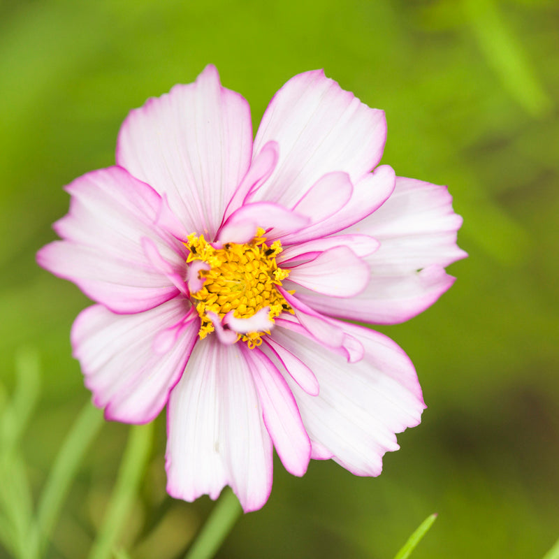 Cosmos 'Fizzy Rose Picotee' Seeds