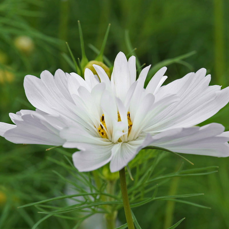 Cosmos 'Fizzy White' Seeds
