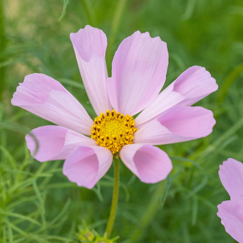 Cosmos 'Hummingbird Lilac' Seeds
