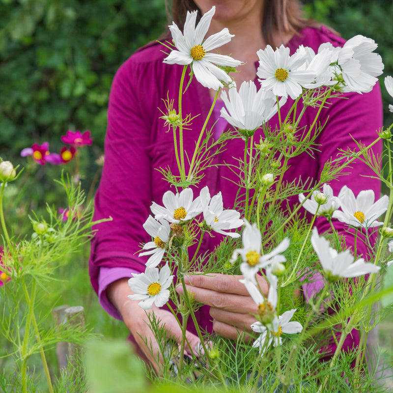 Cosmos 'Purity' Seeds