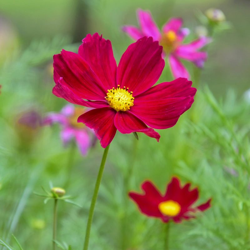 Cosmos 'Rubenza' Seeds