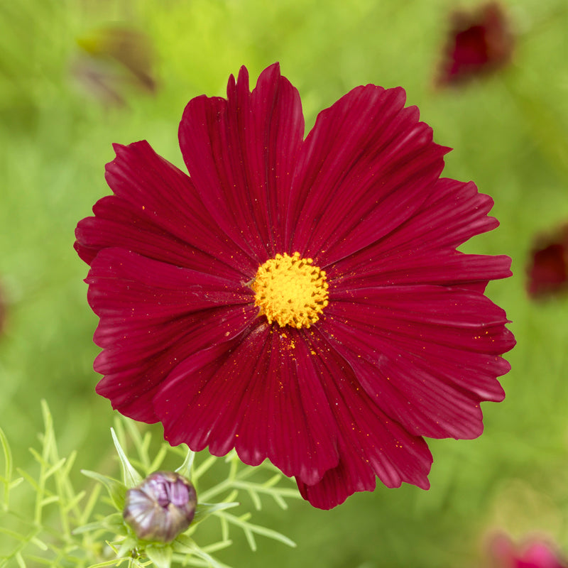 Cosmos 'Rubenza' Seeds