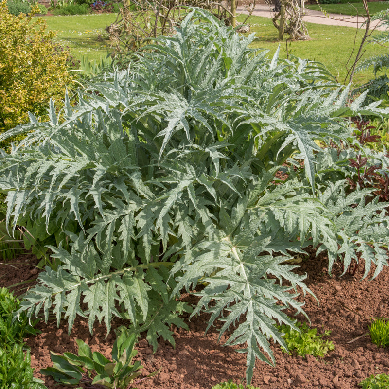 Cynara cardunculus - Cardoon Seeds