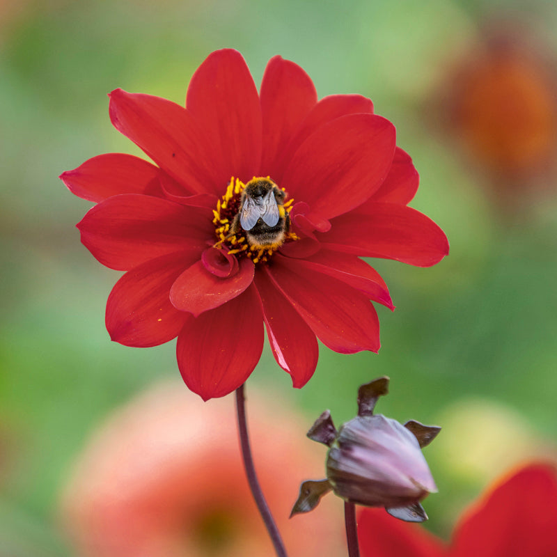 Dahlia 'Bishops Children' Seeds