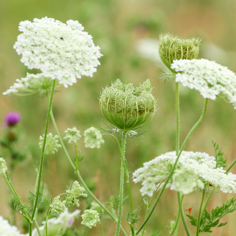 Daucus carota - Wild Carrot Seeds