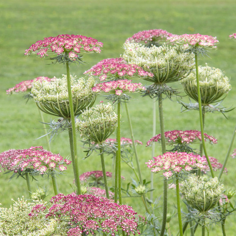 Daucus carota 'Dara' Seeds