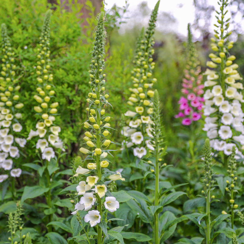 Digitalis alba (Foxgloves) Seeds