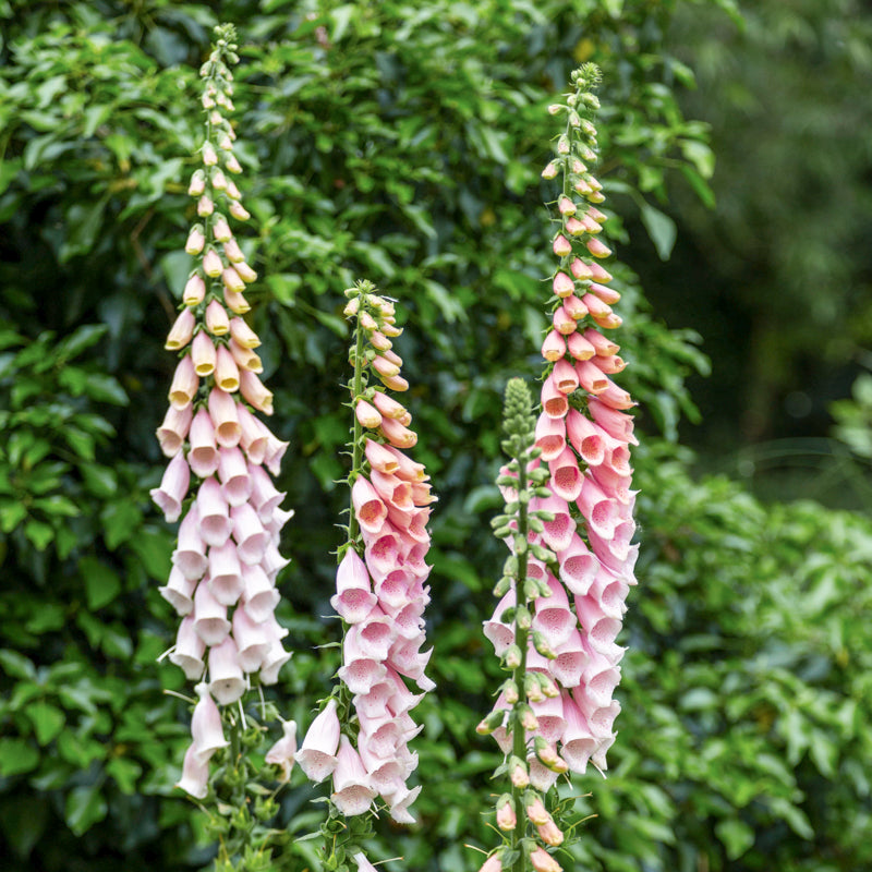 Digitalis 'Apricot' (Foxgloves) Seeds