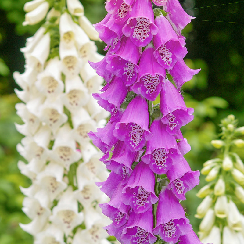 Digitalis 'Excelsior Hybrids' (Foxgloves) Seeds
