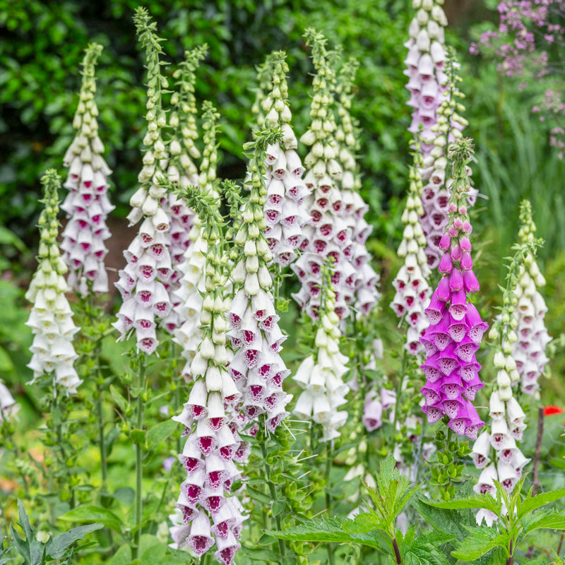 Digitalis 'Pams Choice' (Foxgloves) Seeds