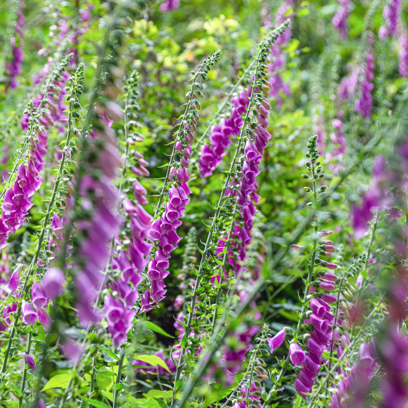 Digitalis purpurea (Foxgloves) Seeds