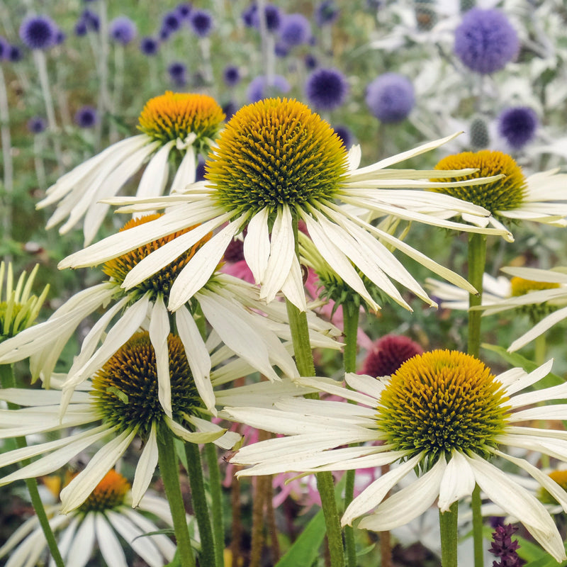 Echinacea 'White Swan' Seeds