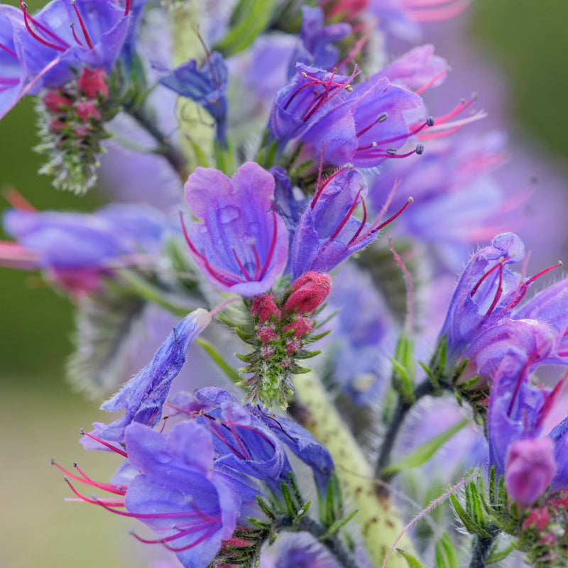 Echium vulgare - Seeds
