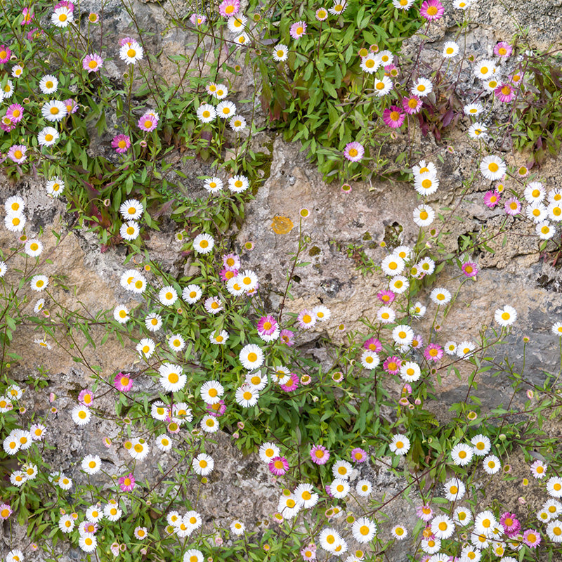 Erigeron karvinskianus - Seeds