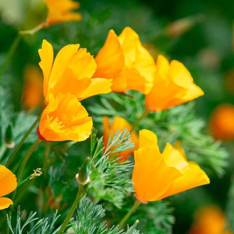 Eschscholzia californica aurantiaca Seeds