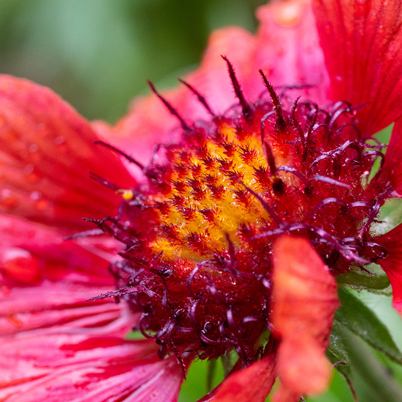 Gaillardia 'Burgundy' Seeds