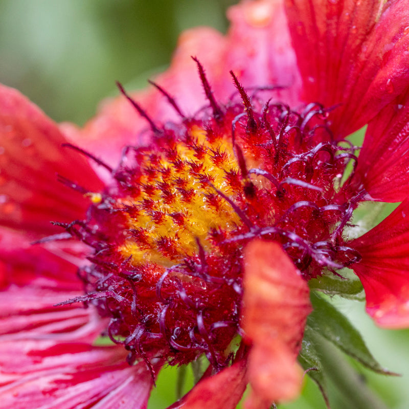 Gaillardia 'Firewheels' Seeds