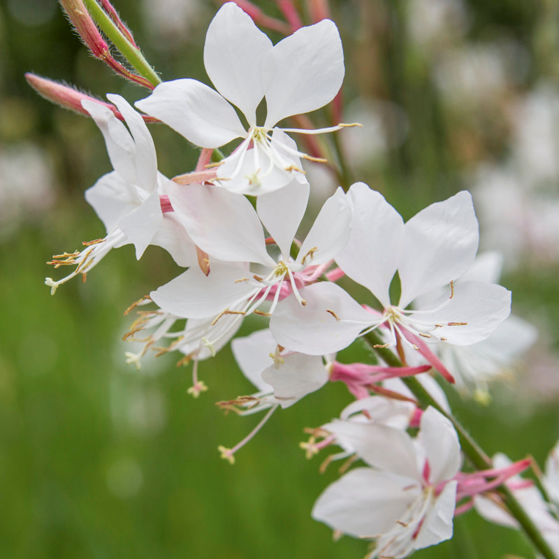Gaura lindheimeri - Seeds
