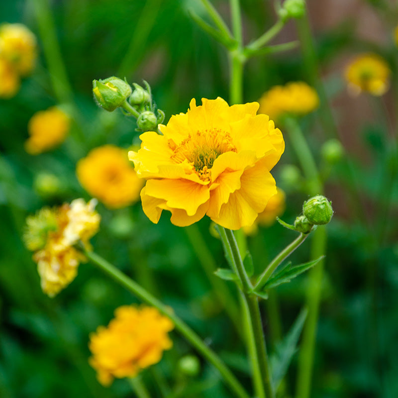 Geum 'Lady Stratheden' Seeds