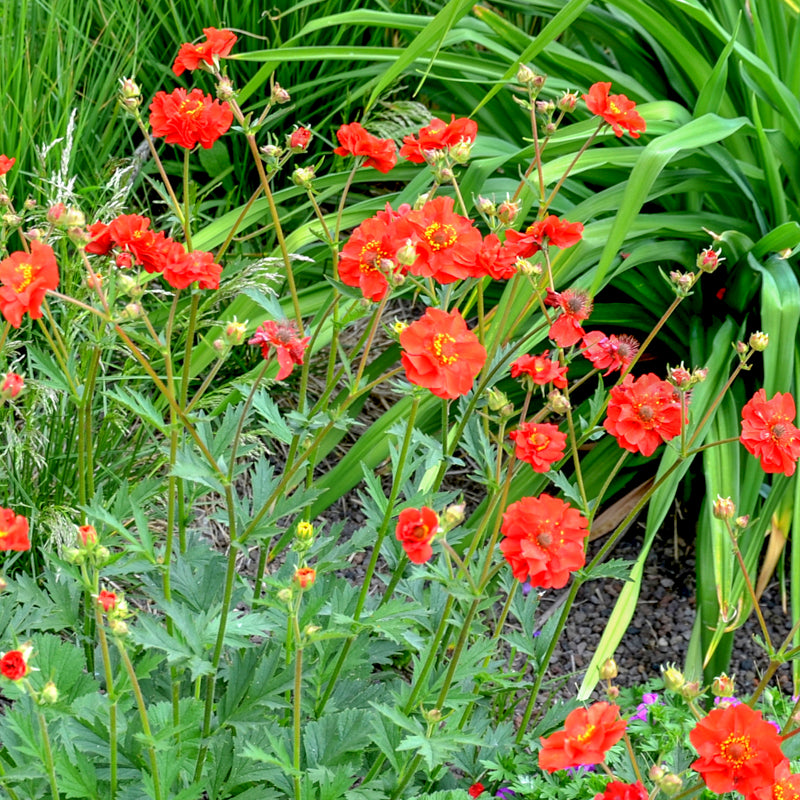 Geum 'Mrs Bradshaw' Seeds