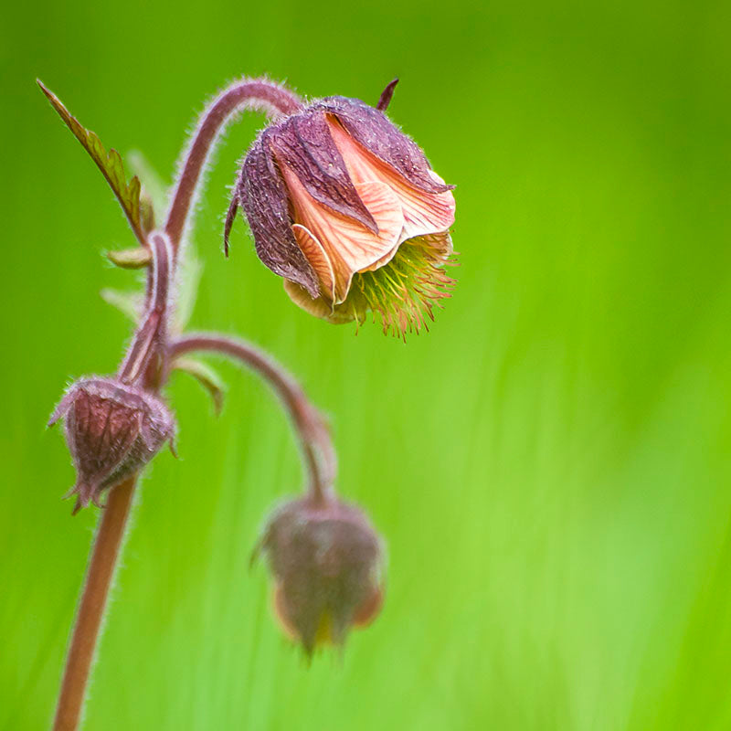 Geum rivale - Water Avens Seeds